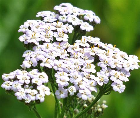 Achillea yarrow plant. Things To Know About Achillea yarrow plant. 